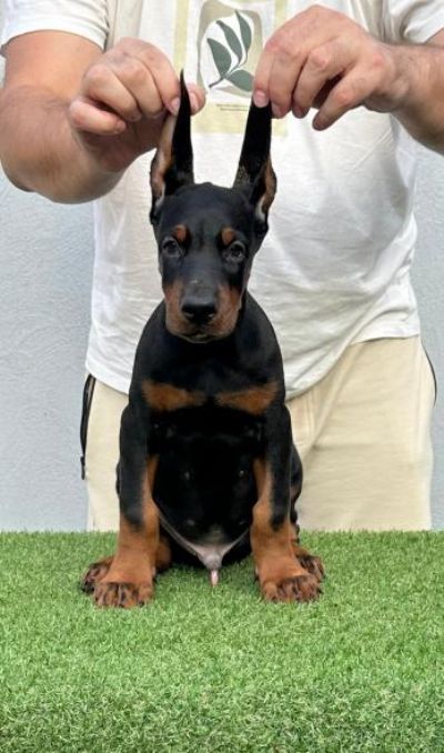 Doberman VRHUNSKI tenci